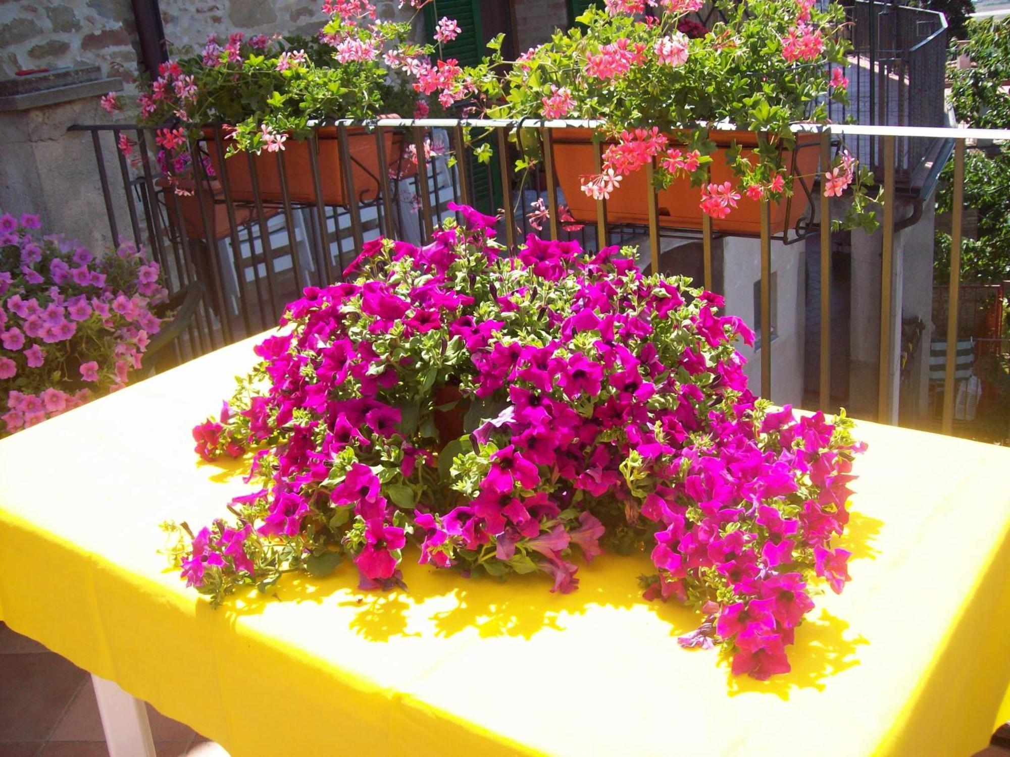 La Terrazza Fio...Rita Bed & Breakfast Ripa ภายนอก รูปภาพ